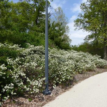Aronia melanocarpa - 'Iroquois Beauty' Black Chokeberry