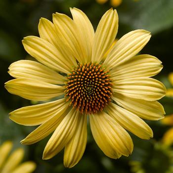 Echinacea purpurea - Prairie Blaze&trade; Golden Yellow Coneflower