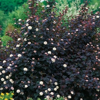 Physocarpus opulifolius 'Monlo' - Diablo&reg; Ninebark