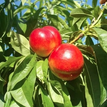 Prunus persica 'Fantasia' - Fantasia Nectarine