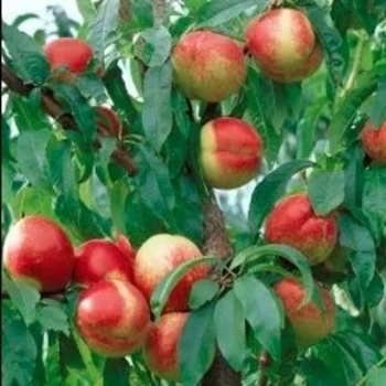 Prunus persica 'Hardired' - Hardired Nectarine