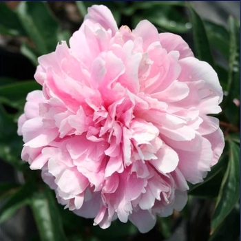 Paeonia x lactiflora 'Pink Parfait' - Pink Parfait Peony