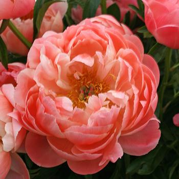 Paeonia - Coral Sunset Peony