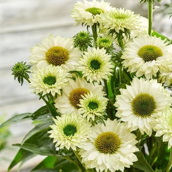 Echinacea - 'Sunseekers White Perfection' Coneflower