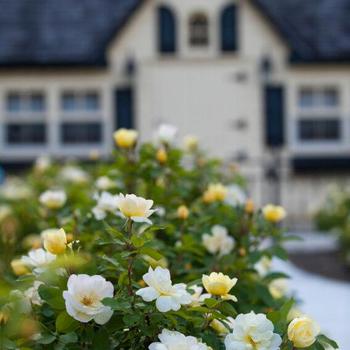 Rosa 'Radsunny' PP18562, CPBR 4875 - Sunny Knock Out&reg; 