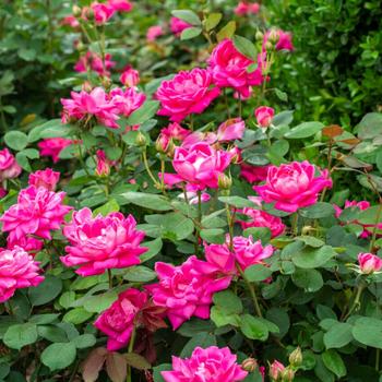 Rosa 'Radtkopink' PP18507, CPBR 3757 - Pink Double Knock Out&reg; Rose