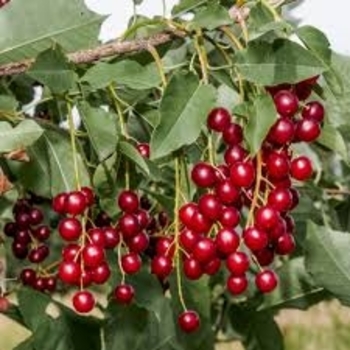 Prunus virginiana - Common Chokecherry