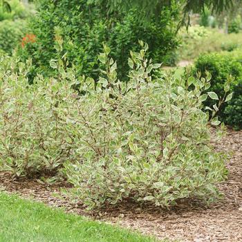 Cornus alba - Sgt. Pepper® Dogwood