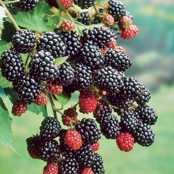 Rubus - Prime-Ark&reg; 45 Blackberry