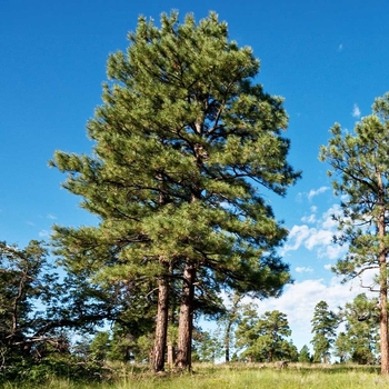 Pinus ponderosa 'Black Hills' - Black Hills Ponderosa Pine