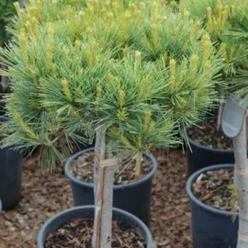 Pinus strobus 'Blue Shag TF' - Blue Shag White Pine (grafted)