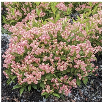 Weigela x 'Peach Kisses' - Peach Kisses Weigela