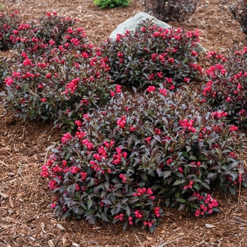 Weigela x 'Electric Love' - Electric Love Weigela