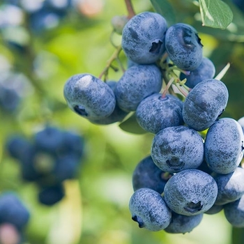 Vaccinum - Assorted Blueberries