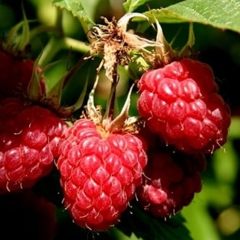 Rubus - Assorted Raspberries 