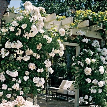 Rosa - Sally Holmes Rose