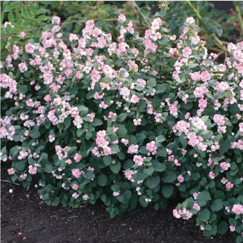 Symphoricarpos doorenbosi 'Kolmpica' - Pinky Promise Snowberry