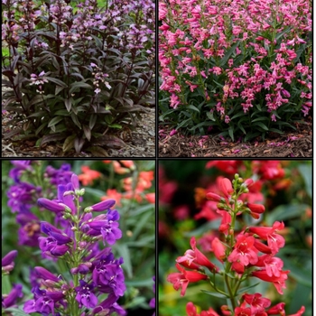 Penstemon - Assorted Penstemon