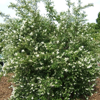 Philadelphus lewisii 'Blizzard' - Blizzard Mockorange
