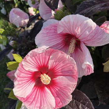 Hibiscus 'Starry Starry Night' - Starry Starry Night Rose Mallow