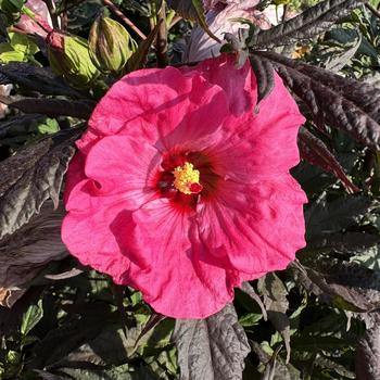 Hibiscus 'Inner Glow' - Inner Glow Rose Mallow