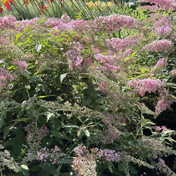 Buddleia - Pink Cascade Butterfly Bush