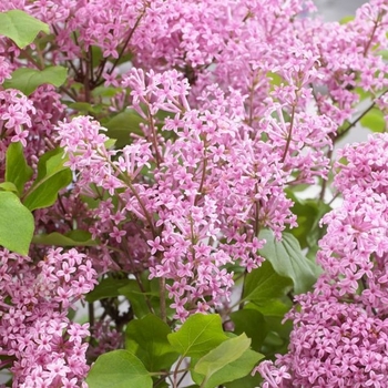 Syringa meyeri 'Flowerfesta Pink' - Flowerfesta Pink Lilac