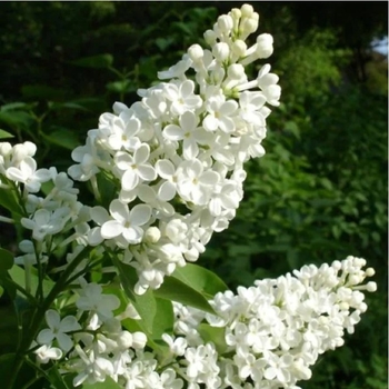 Syringa 'Common White' - Common White Lilac