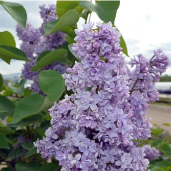 Syringa vulgaris 'President Grevy' - President Grevy Blue Lilac