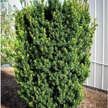 Taxus x media 'Hicksii' - Hick's Yew