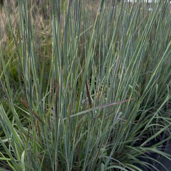 Schizachyrium scoparium - Sandhill Little Bluestem