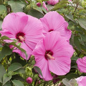 Hibiscus moscheutos (Rose-Mallow) - Head Over Heels&reg; Adore Hibiscus