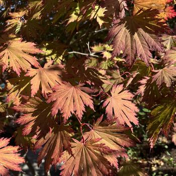 Acer shirasawanum - Autumn Moon Japanese Maple
