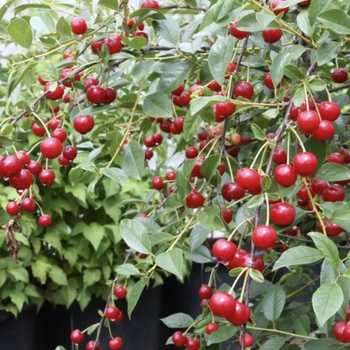 Prunus fruiticosa 'Carmine Jewel' - Carmine Jewel Dwarf Red Cherry