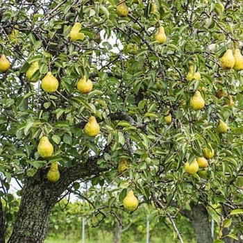 Pyrus communis 'Kieffer' - Kieffer Pear