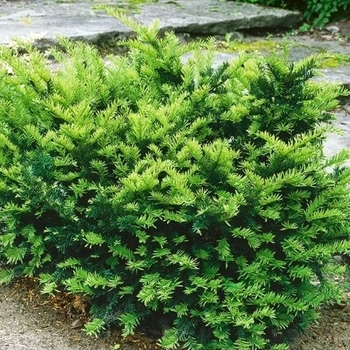 Taxus cuspidata 'Monloo' - Dark Green Spreader Japanese Yew