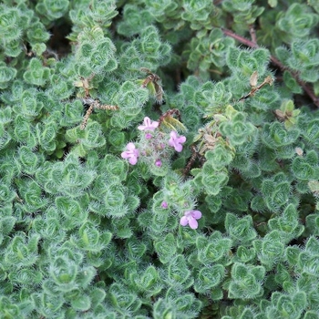 Thymus pseudolanuginosus - Woolly Thyme