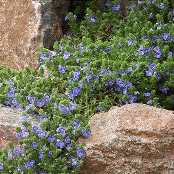 Veronica Pectinata - Blue Woolly Speedwell