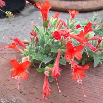 Zauschneria latifolia - Everett's California Fuchsia