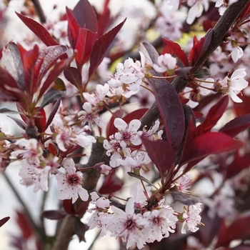 Prunus x cistena - Sand Cherry