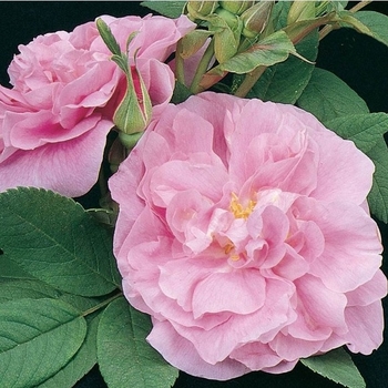 Rosa - Therese Bugnet Rose