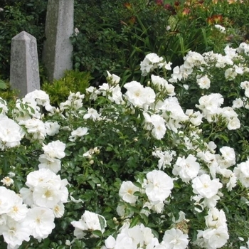 Rosa 'Flower Carpet White' - White Flower Carpet Rose