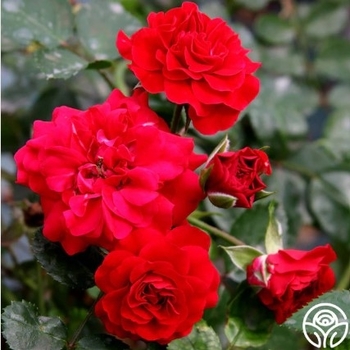 Rosa 'Meipsidue' - Fire Meidiland&reg; Rose