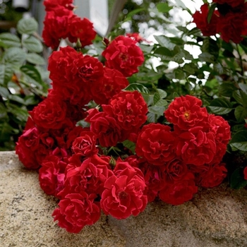 Rosa 'Red Ribbons' - Red Ribbons Groundcover Rose
