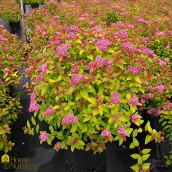 SPIRAEA japonica 'Magic Carpet' - Magic Carpet Spirea