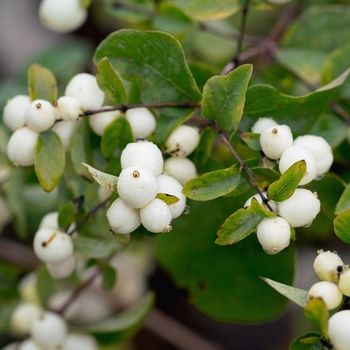 Symphoricarpos albus laevigatus - Common Snowberry