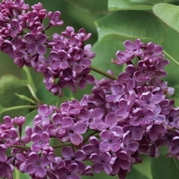 Syringa vulgaris - Ludwig Spaeth Lilac