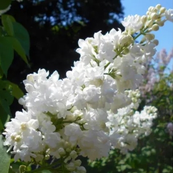 Syringa vulgaris 'Ellen Willmot' - Ellen Wilmot White Lilac