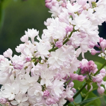 Syringa vulgaris 'Krasavitska Moskvy' - Krasavitska Moskvy Lilac