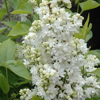 Syringa vulgaris 'Mme. Lemoine' - Madame Lemone Lilac